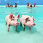 The Bahamas' famous swimming pigs